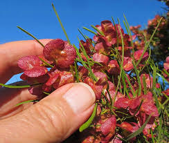 Image result for Eucalyptus angustissima
