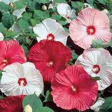 Hibiscus, plants and varieties for sale. Giant Hardy Hibiscus Direct Gardening