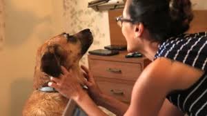 Woman Petting Her Dog Stock Video C Premium Shots 78642758