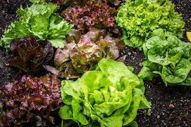 Maybe you would like to learn more about one of these? Come Mantenere A Lungo Fresca L Insalata Nel Frigo Cucina Serafina