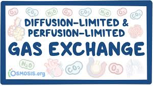 Diffusion Limited And Perfusion Limited Gas Exchange