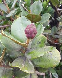 Image result for Cordia torrei