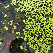 Sistem gerak pada ikan berbeda dengan hewan vertebrata yang lain. Duckweed Floating Plant Water Plant Tumbuhan Air Pokok Terapung Atas Air Shopee Malaysia