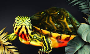 I think it's a female, but im not 100% sure. The Peninsula Cooter Turtle Animal Scene Magazine