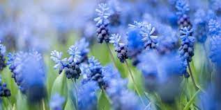 We did not find results for: 20 Blue Flowers For Gardens Perennials Annuals With Blue Blossoms