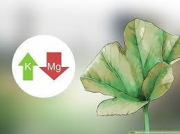 Walmart.com has been visited by 1m+ users in the past month 3 Ways To Add Potassium To An Organic Garden Wikihow