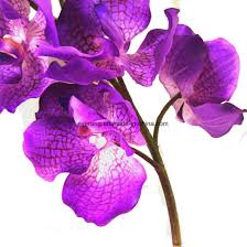 Alibaba.com offers 28,659 real touch flowers products. China Real Touch Artificial Orchid Latex Faux Flowers Artificial Flower Garland Artificial Orchid Latex Flowers Wholesale Australia China Artificial Orchid Flower And Wedding Flower Price