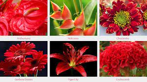 Selecting april wedding bouquets is easy when you browse the proflower assortment! Choosing The Right Colour Flowers For Your Wedding Inmotion Flowers