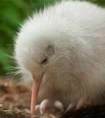 Manukura A White Kiwi Kiwi Animal Animals Amazing Albino Animals