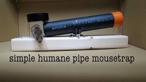 It's a very clever solution in its simplicity, and it's also infinitely reusable for those recurring. Make A Non Lethal Mouse Trap From A Few Hardware Store Parts
