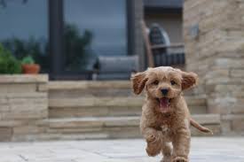 We are out of town all week with family so we are only available by phone and email. Cavapoo Dog Breed Information Diet Health Life Expectancy More