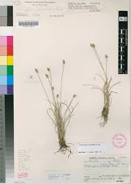 Image result for Abildgaardia ovata
