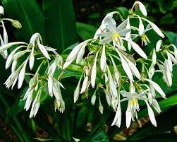 Check spelling or type a new query. How To Grow New Zealand Rock Lily