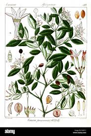 Image result for Carissa spinarum