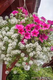 Azaleas come in array of vibrant colors and color shades. Planting Hanging Baskets 5 Perfect Annuals For Gorgeous Baskets