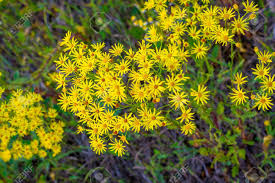 Check spelling or type a new query. Medicinal Herbs With Yellow Flowers Hypericum Herb Or Shrub With Characteristic Yellow Five Petal Flowers And Paired Oval Leaves Used In Medicinal Preparations For The Treatment Of Various Disorders Stock Photo Picture And