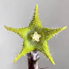 Image result for Orbea dummeri