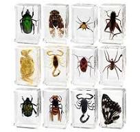 Xiuganpo Paquete de 12 especímenes de insectos reales, hechos a mano,  diseño exquisito, resina transparente, enseñanza de ciencias, especímenes  de ...