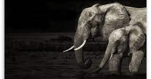 Elephant High Resolution Pictures Black And White Google Search Elephant Background Elephant Wallpaper Elephant Black And White