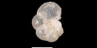 Image result for Micrargeriella