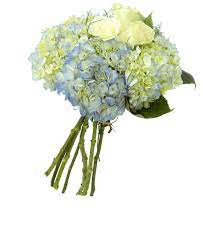 Maybe you would like to learn more about one of these? Hydrangea Rose Bouquet Royer S Flowers And Gifts Flowers Plants And Gifts With Same Day Delivery For All Occasions