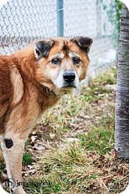 Its also free to list your available puppies and litters on our site. 55 Puppy Love Ideas Puppy Love Pet Adoption Pets