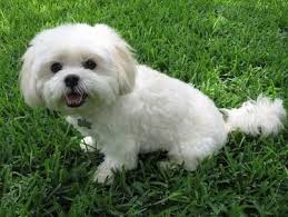 Maybe you would like to learn more about one of these? Lhasa Apso Maltese Online