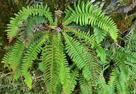 Image result for Blechnaceae