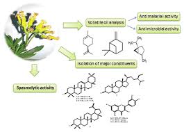 Image result for Senecio polyanthemoides