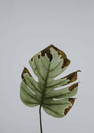Check spelling or type a new query. How To Diagnose And Treat Root Rot In Monsteras Monstera Plant Resource