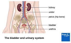 Drink more water why it helps: Cystitis Causes Symptoms And Treatment Bupa Uk