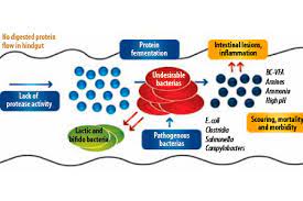 Rennin is an enzyme usually obtained from the stomach of young calves in a brine extract called rennet. Protease Enzymes And The Benefits Beyond Cost Savings All About Feed