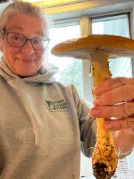 Mushroom species in the area, concerns?