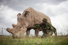 Jun 22, 2021 · there are only two female northern white rhinos left in the world, but the species could soon make a comeback thanks to assisted reproductive technologies and a little help from their southern. Hybrid White Rhino Embryos Created In Last Ditch Effort To Stop Extinction