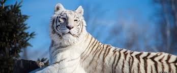 She knows she is a cutie and loves being a diva! Blog Archives The Wildcat Sanctuary