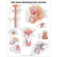 Spend some time analyzing the male reproductive system diagram above to solidify your knowledge of the structures you've learned about in the video. Amazon Com The Male Reproductive System Anatomical Chart Anatomical Chart Company Industrial Scientific