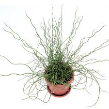 Image result for Juncus exsertus