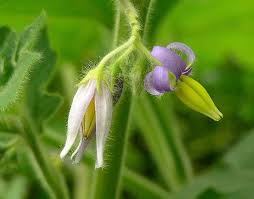 Image result for Solanum mammosum