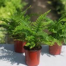 Image result for Microlepia