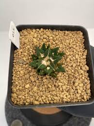 Image result for Kotschya carsonii