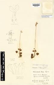 Image result for Solenangis conica