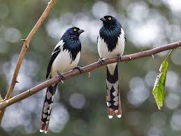 Pin On Beautiful Birds