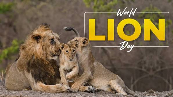 Asiatic Lions are the pride of Gujarat and a key link in Gir's ecology. It's heartening to see the lion population thriving. On World Lion Day, let us appreciate efforts of people