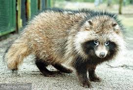 Pin By Vern Rowe On Tanuki Animals Wild Wild Dogs Unusual Dog Breeds