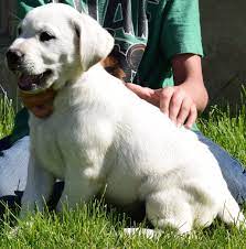 They are all adorable as you will see on our website, they are all vaccinated Iris A Female English Labrador Retriever Puppy For Sale In Heyburn Idaho Englishlabr Labrador Retriever Puppies Labrador Retriever Labrador Retriever Art