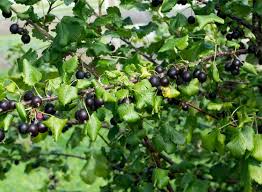 Nach und nach die milch dazu geben bis ein glatter teig entsteht. Jostabeeren Neuigkeiten Kochen Kuche