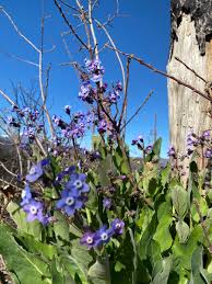 Image result for Cynoglossum