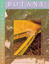 Image result for Phyllanthus hutchinsonianus