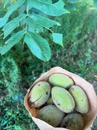 Image result for Buchnera nuttii