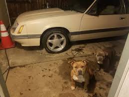 Image result for Beige 1986 UMM